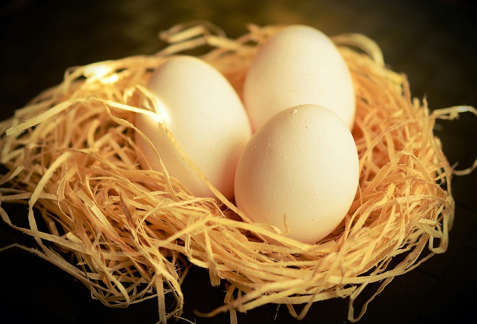 עימות ישיר. ביצים | צילום: pixabay.com